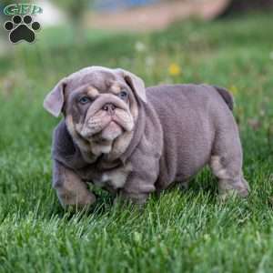 Indigo Pearl, English Bulldog Puppy